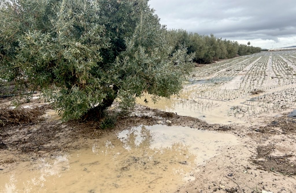 Agricultura cifra en m�s de 8,8 millones los da�os en el campo de Totana tras las lluvias de diciembre 